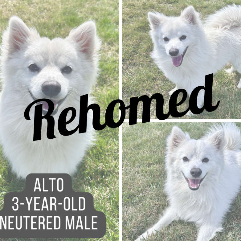 Adopted dog named Alto.